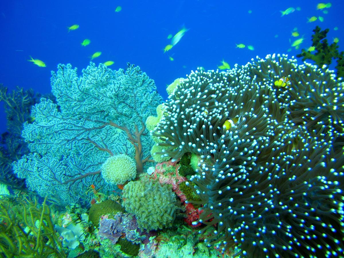 Cabilao Sunset Dive & Beach Resort Loon Extérieur photo